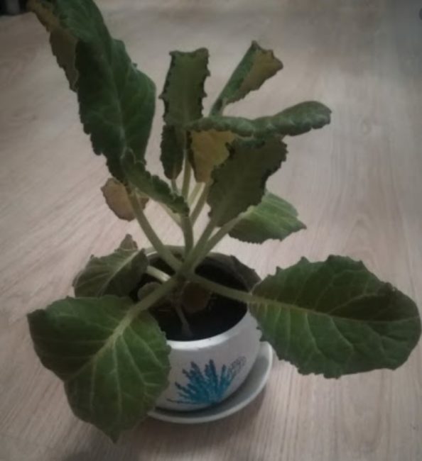 Gloxinia