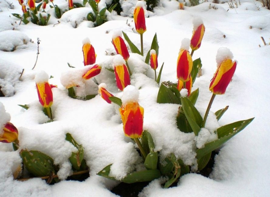 Planterade plantor i rätt tid blommar vid rätt tidpunkt. Blomningstiden beror på sorten.