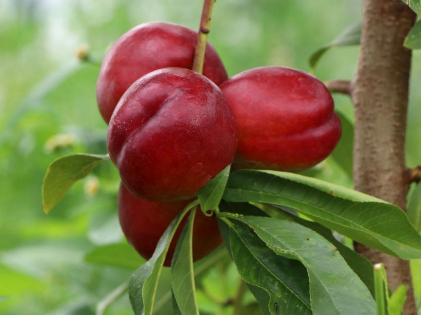 Nectarine Crimson Gold