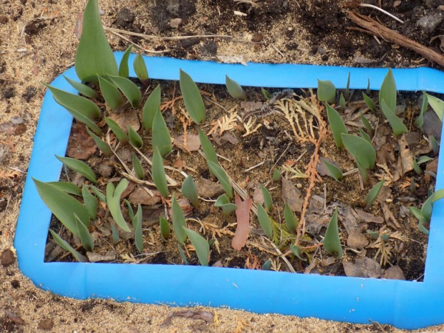 Ett alternativ är att plantera tulpaner i plastbehållare.