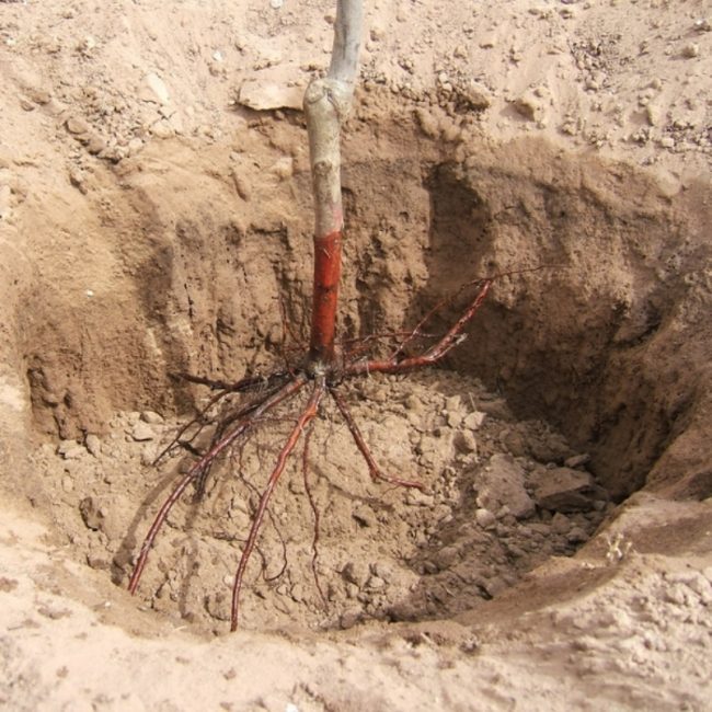 Placeringen av plantan av äppelträdet i gropen vid plantering