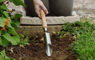Lökplantering
