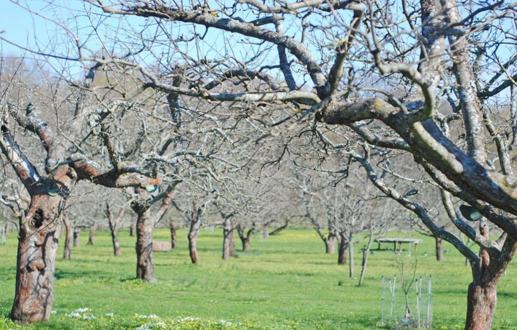 april i trädgården