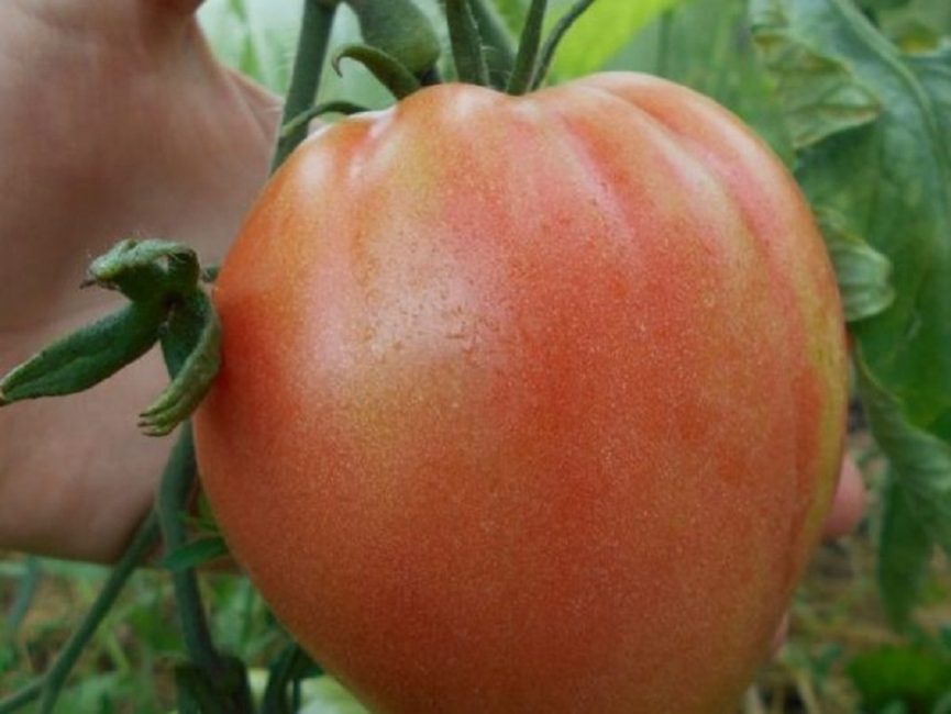 Abakan rosa