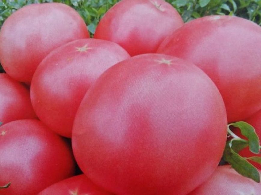Altai rosa