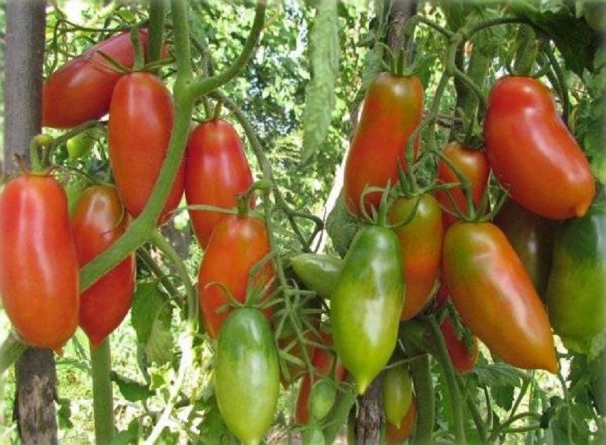 espelmes escarlata