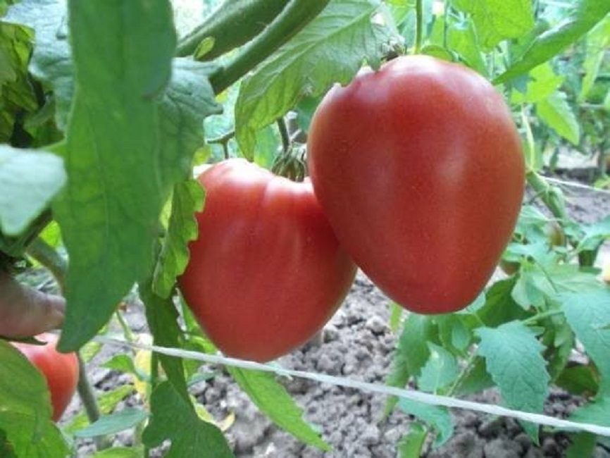 Batyanya