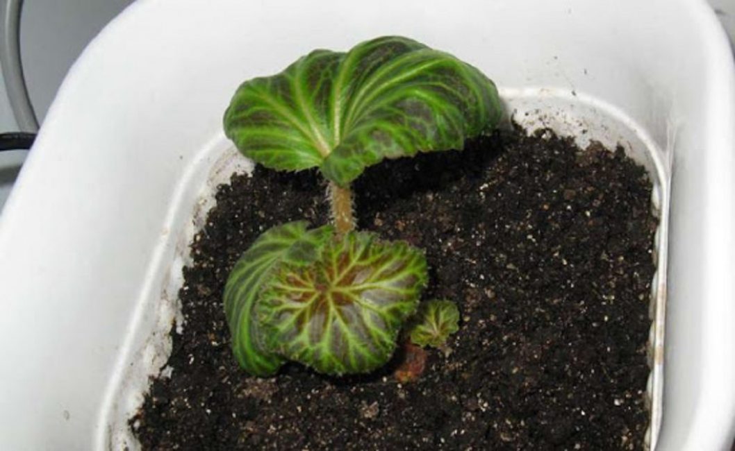 begonias