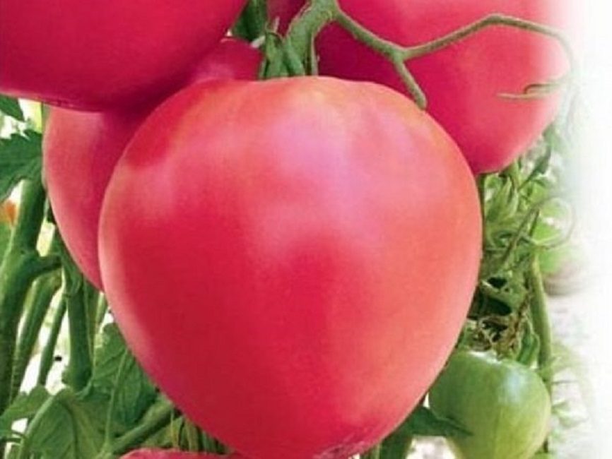 cor de bou rosa