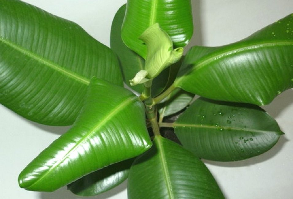 ficus