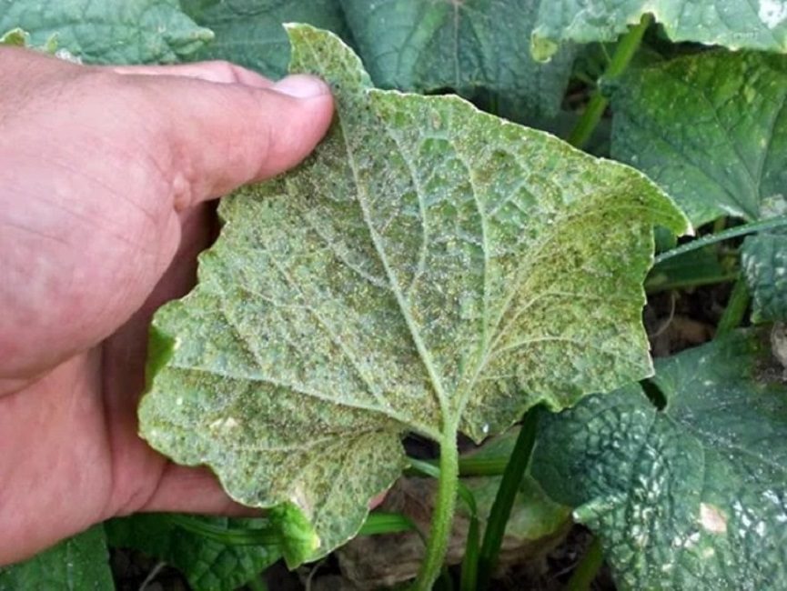 Cambiar la forma de las hojas de pepino en caso de daño por araña roja