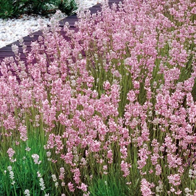 Laventeli Rosea