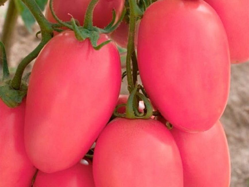 novata rosa