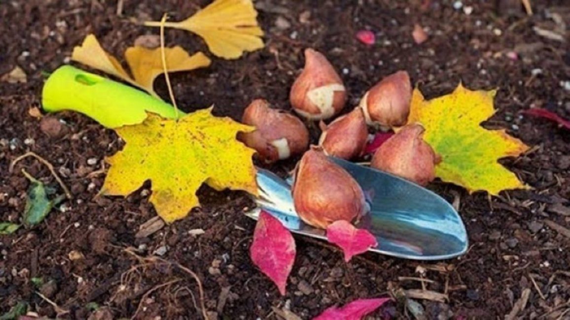Du behöver plantera friska och stora lökar för att få lyxiga blommor.