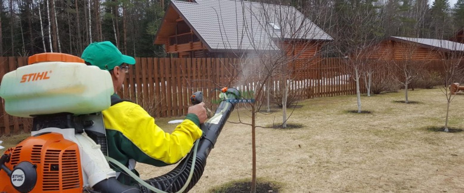 Spraya träd på våren