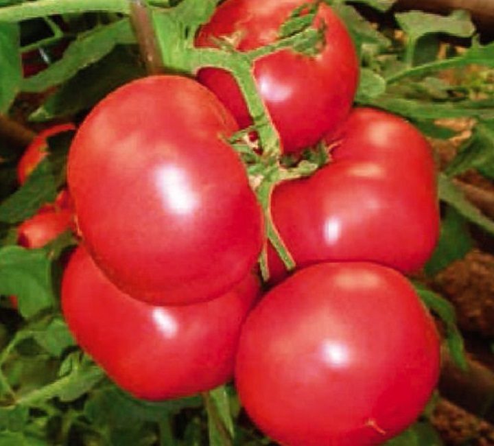 Rosa f1