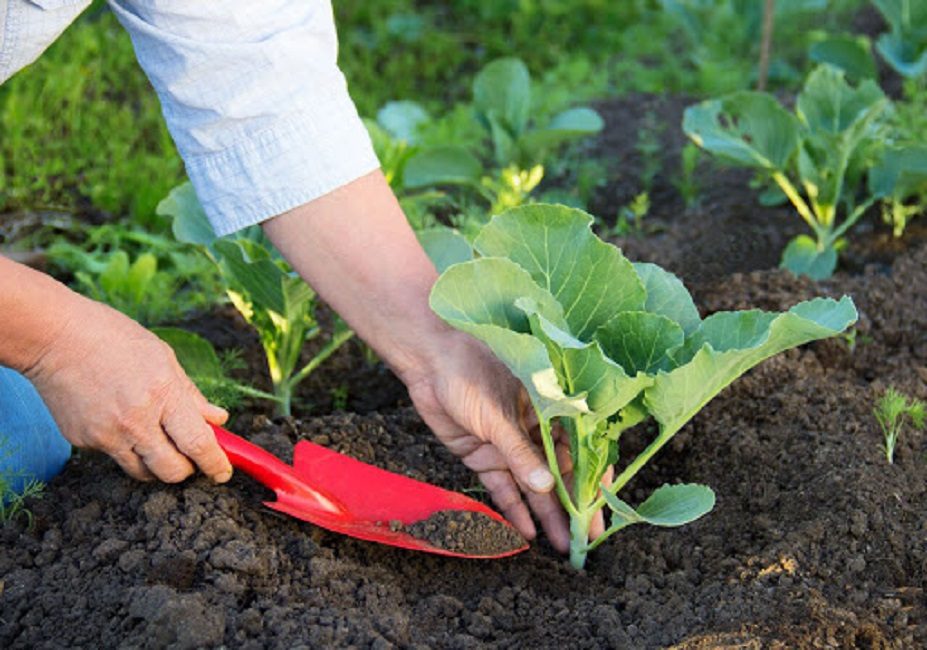 plantera kål