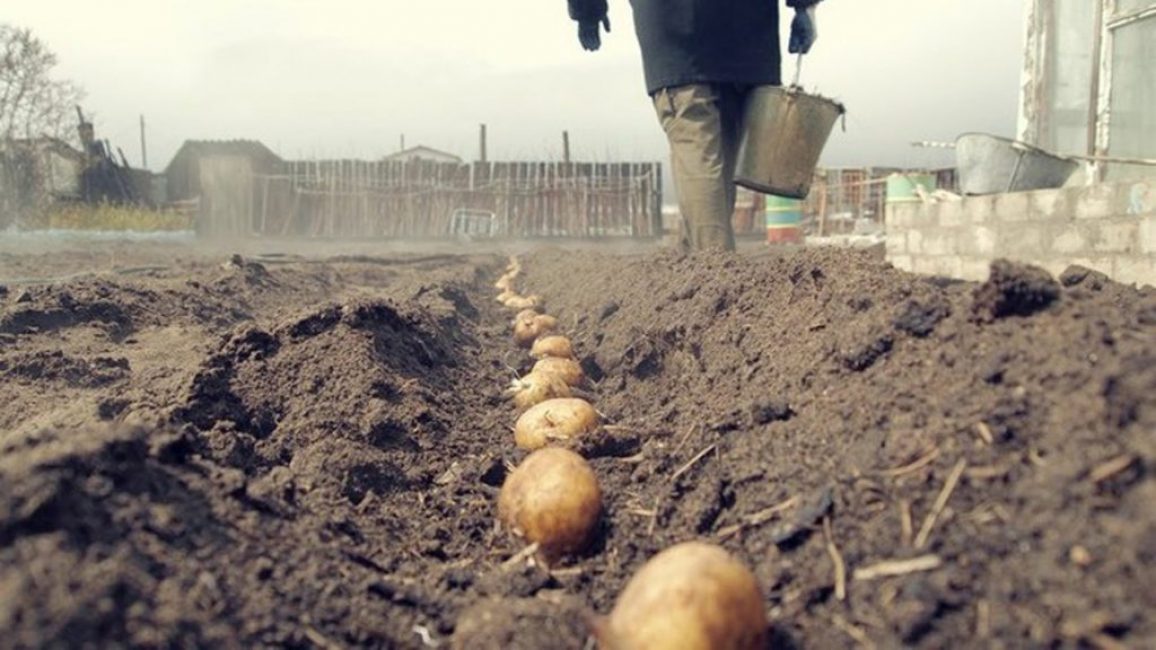 Plantera potatis i öppen mark