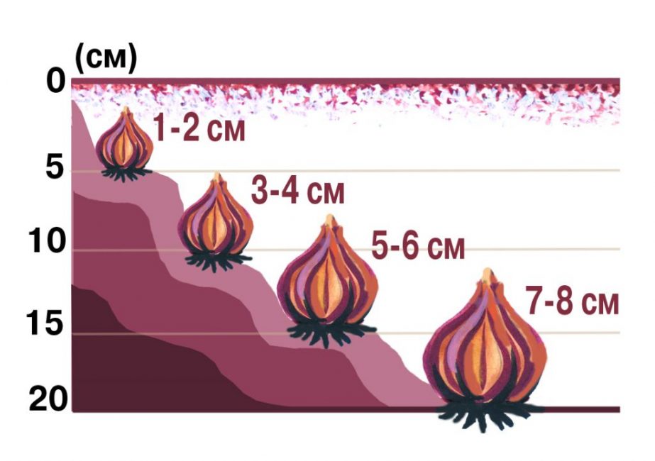 Plantera lökblommor på hösten före vintern