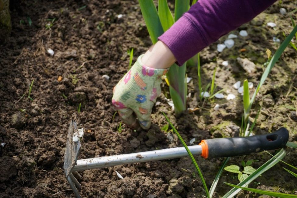 Plantera tulpaner och andra lökar
