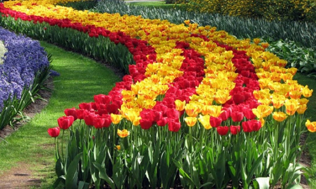 Korrekt höstplantering - de unika färgerna på blommande tulpaner tidigt på våren