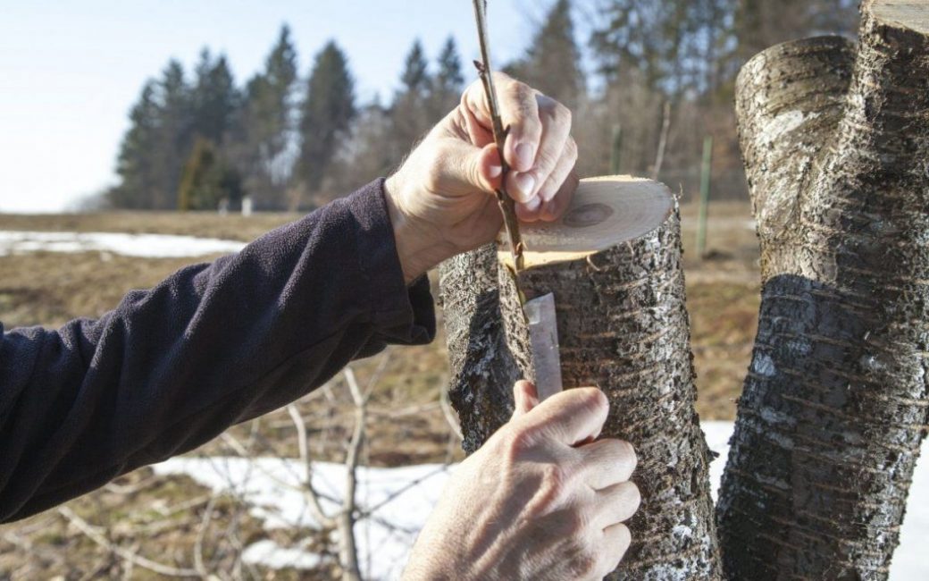 hedelmäpuiden varttaminen