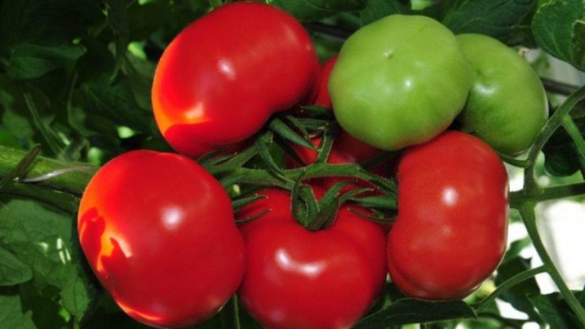 Variedades tempranas de tomates.