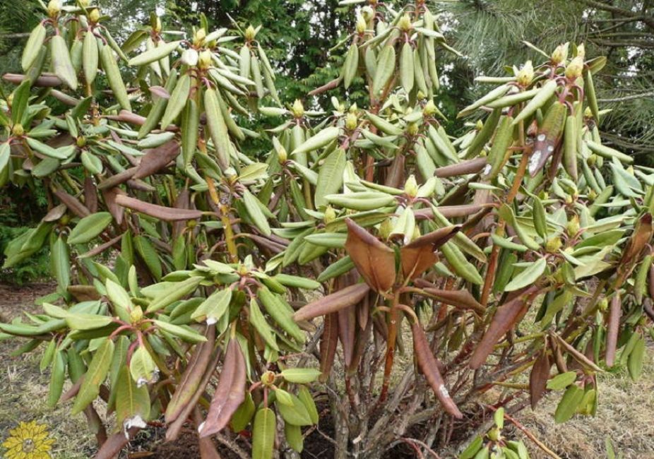 rododendros