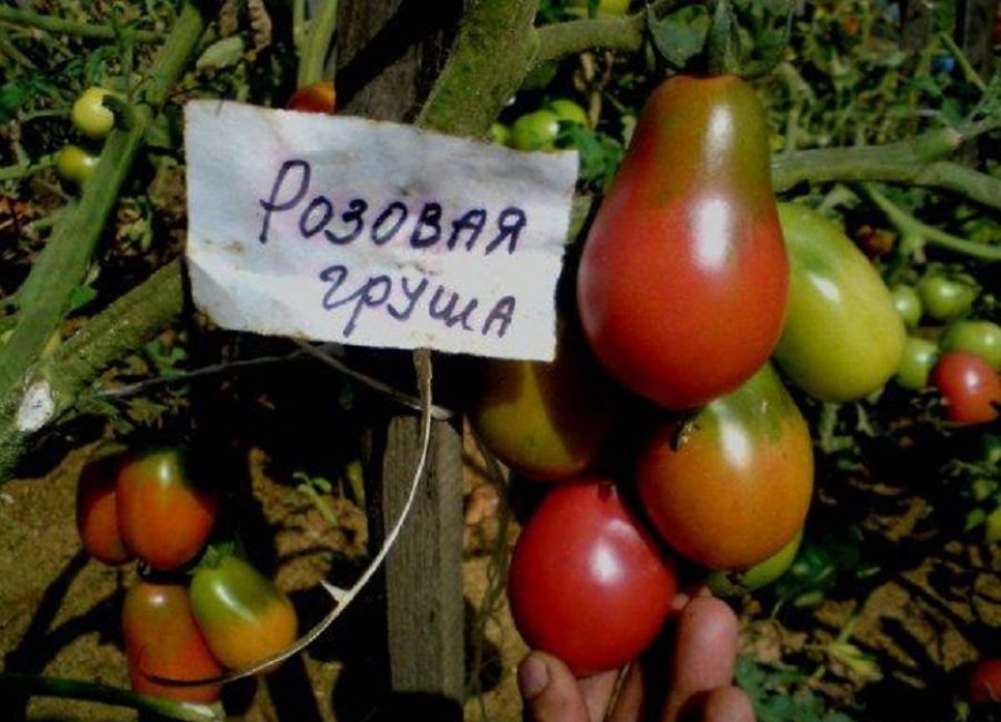 pera rosa