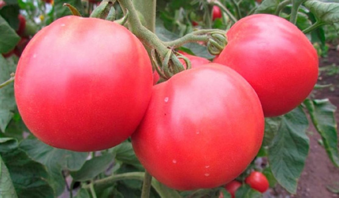 Flamenc rosa determinat