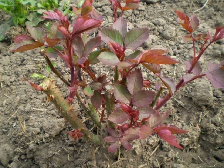 rosas