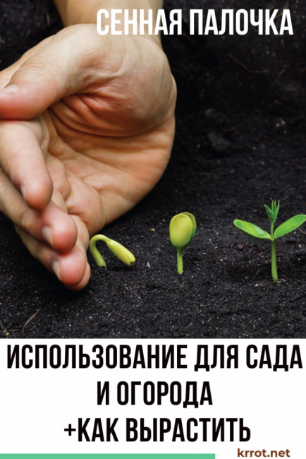 ПЪЛКА СЕНО