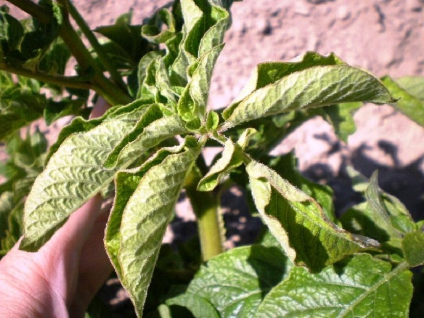 cultivos agricolas