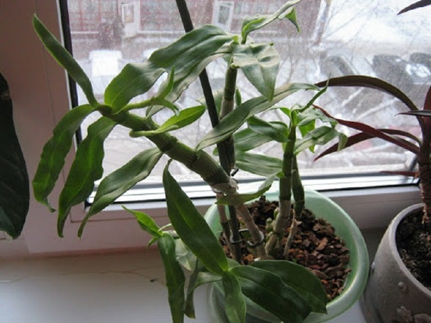 Hojas de dendrobium torcidas debido a riego insuficiente
