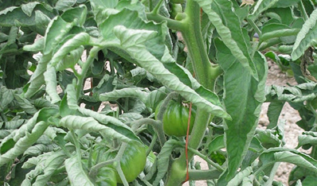 Hojas retorcidas en tomates jóvenes con exceso de fertilizantes potásicos.