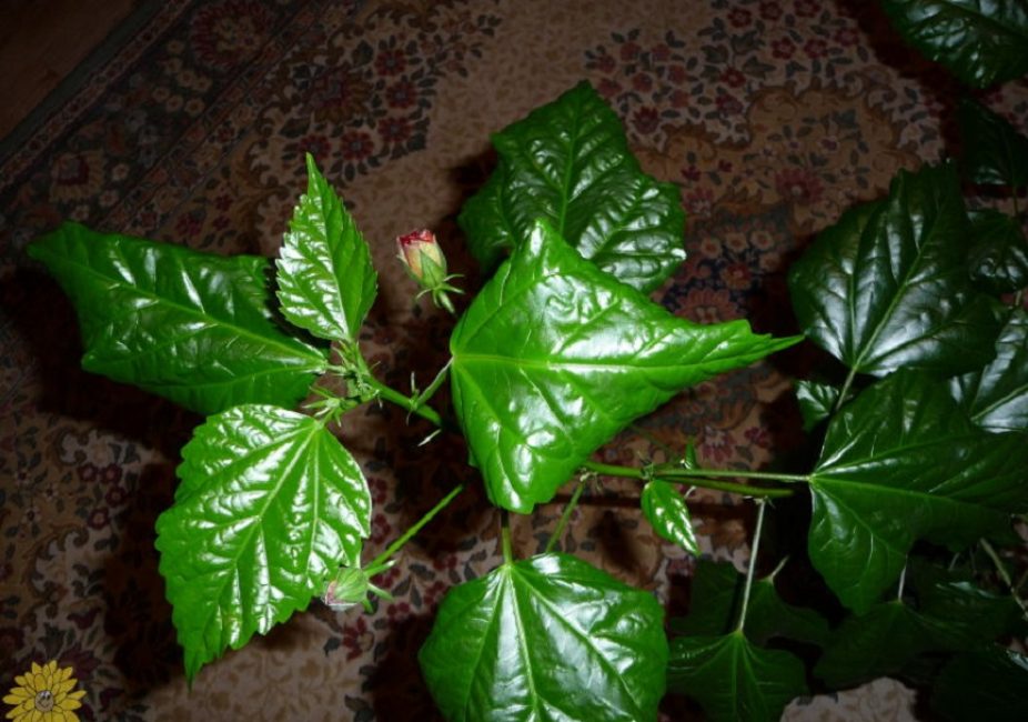 Hojas retorcidas de hibisco de interior