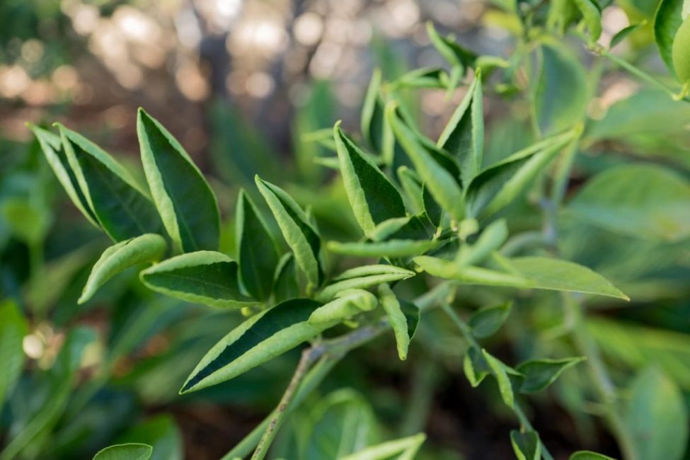 rizo de la hoja