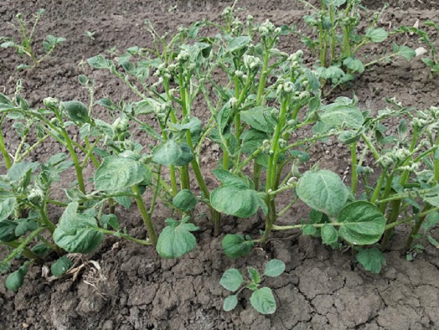 Hojas de patata rizadas