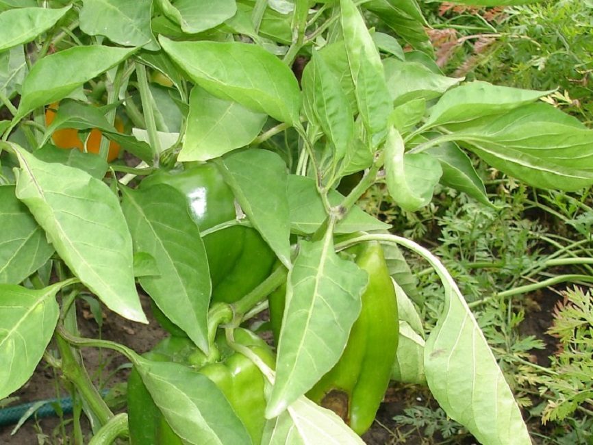 Curvatura de hojas de pimiento por alta temperatura