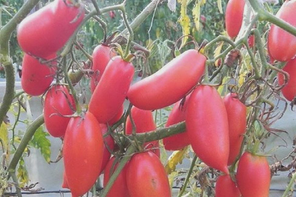 glaçó rosa