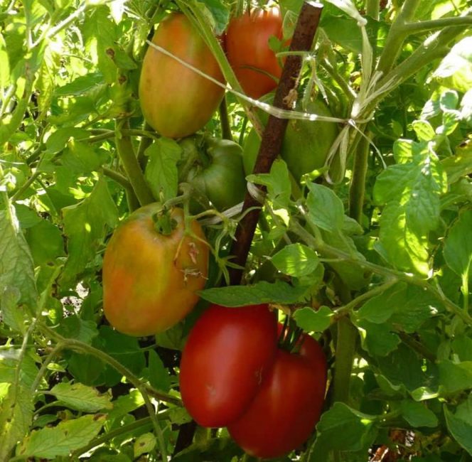 Variedad de tomate medio-temprana