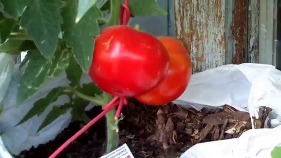 Variedad superdeterminante
