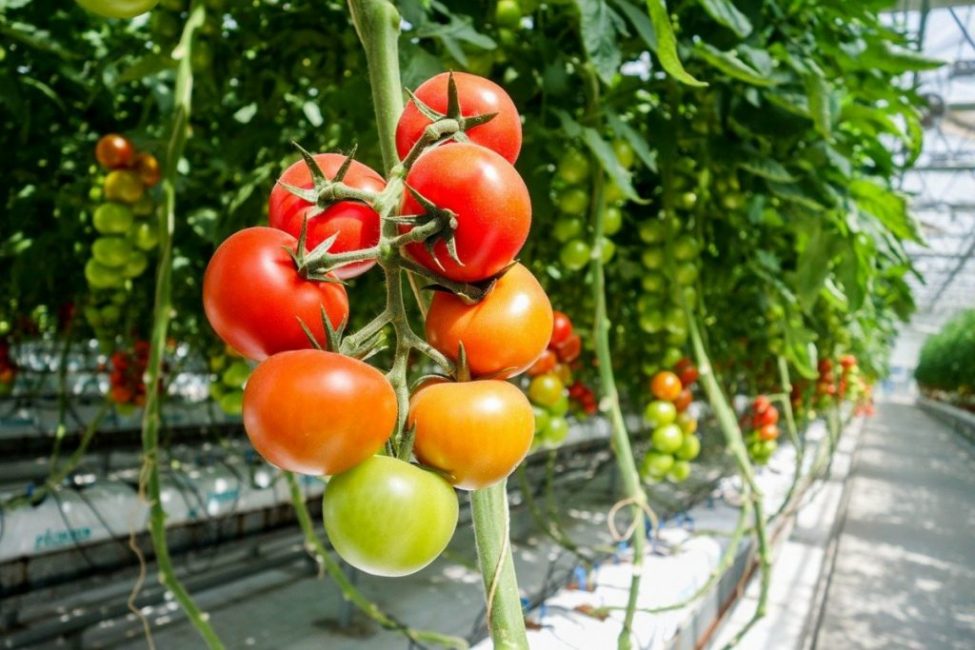 Tomates de selección siberiana