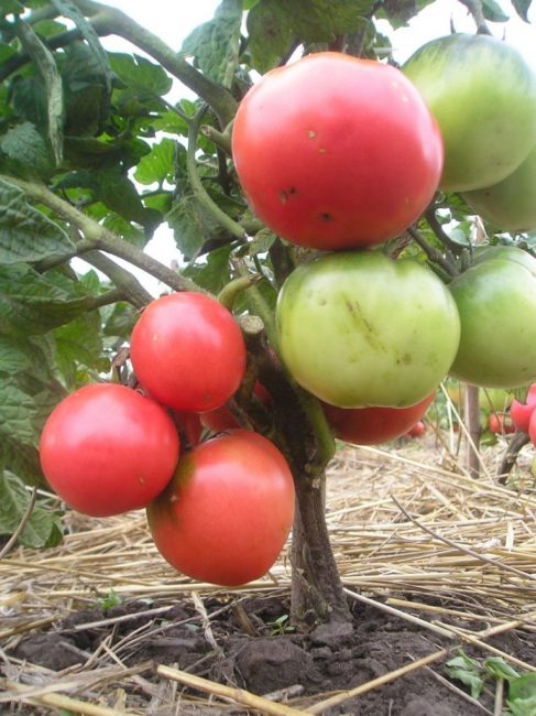 Variedad ultra temprana