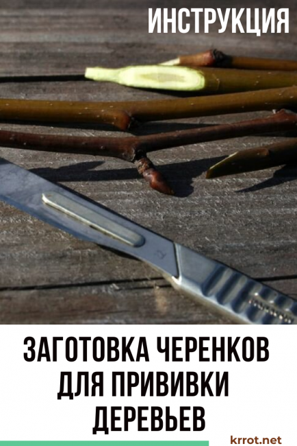 Pistosten valmistelu varttamista varten