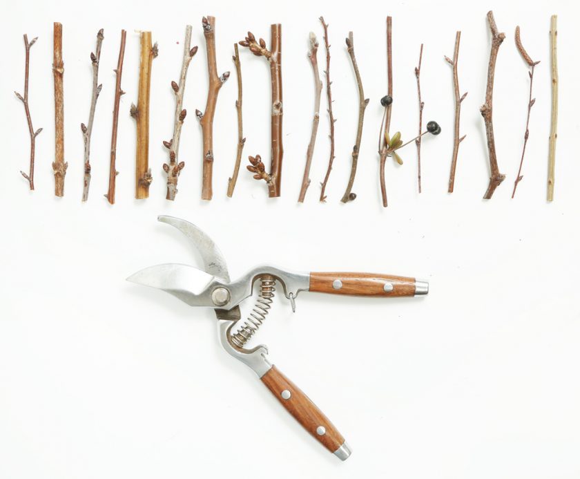 Подготовка на резници за присаждане на дървета