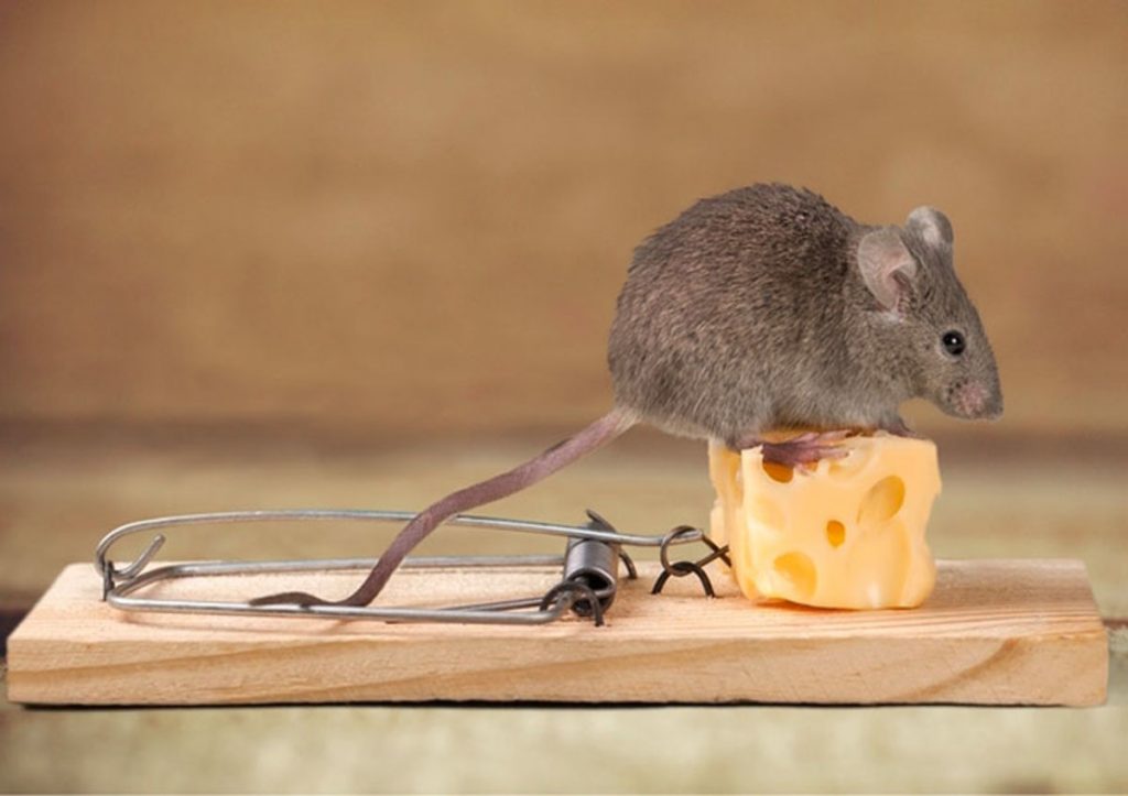 como hacer una ratonera con tus propias manos