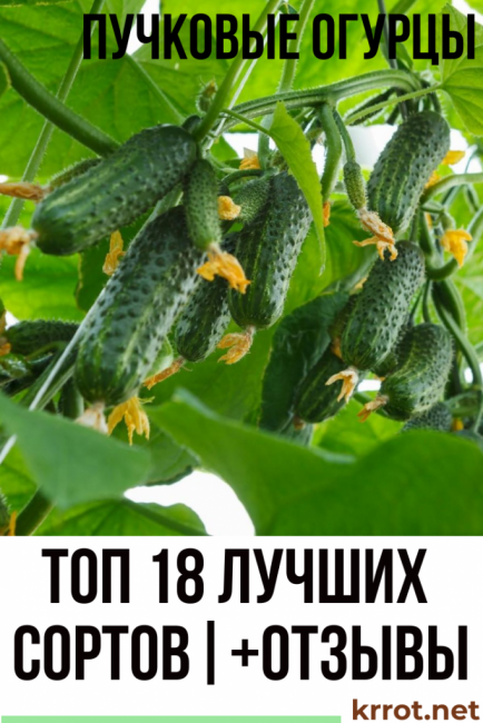 nippu kurkkua