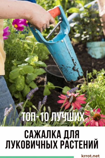 lök plantering