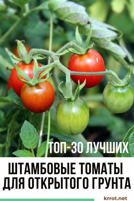 Tomates estándar